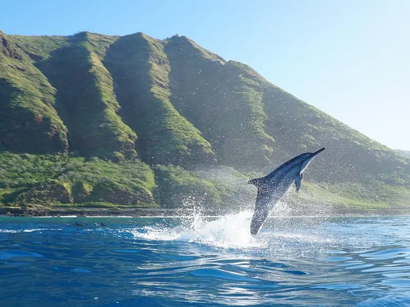 Iruka Dolphin Watch, Waterslide and Snorkel Cruise