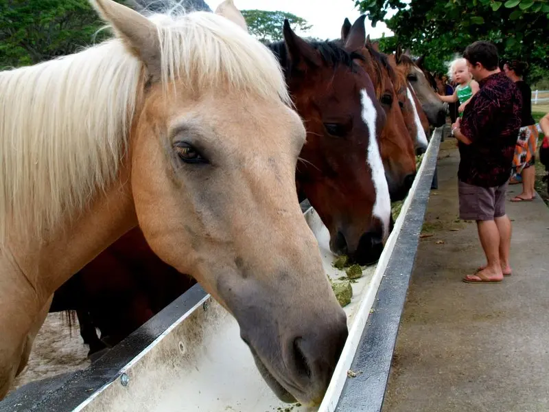 Kualoa Ranch Two-Hour Horseback Walking Tour